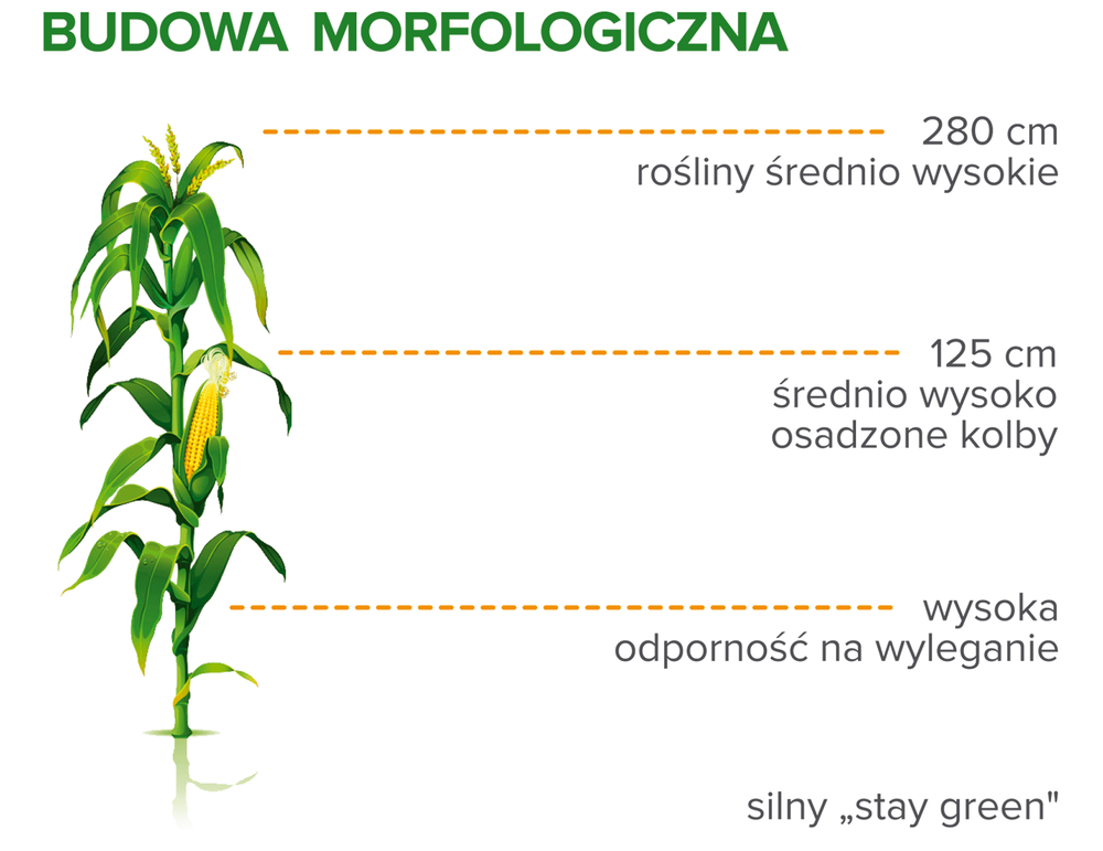 Budowa morfologiczna kukurydzy Agendo