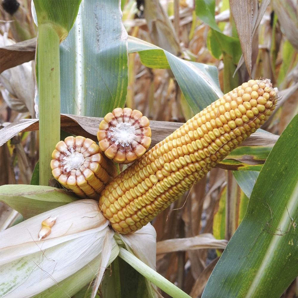 Nasiona kukurydzy Cekras - odmiana na ziarno FAO 250-260, na kiszonkę FAO 260 oraz na bioetanol