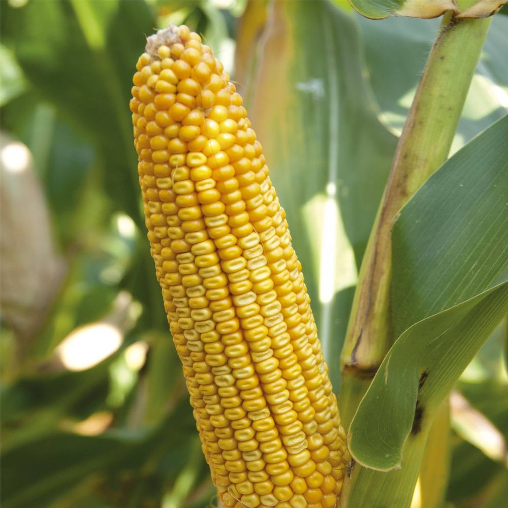 Nasiona kukurydzy ES Gallery - odmiana na ziarno FAO 270, na biogaz i bioetanol
