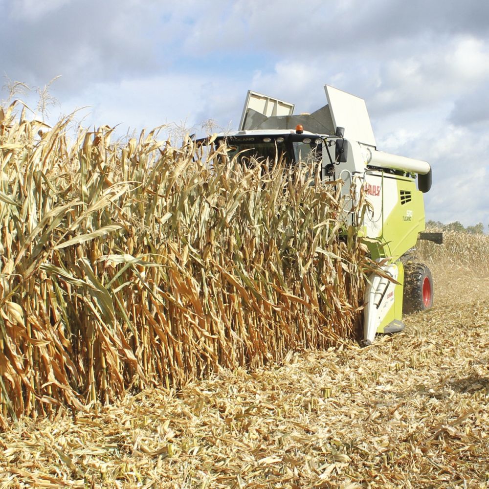 Nasiona kukurydzy ES Gallery - odmiana na ziarno FAO 270, na biogaz i bioetanol