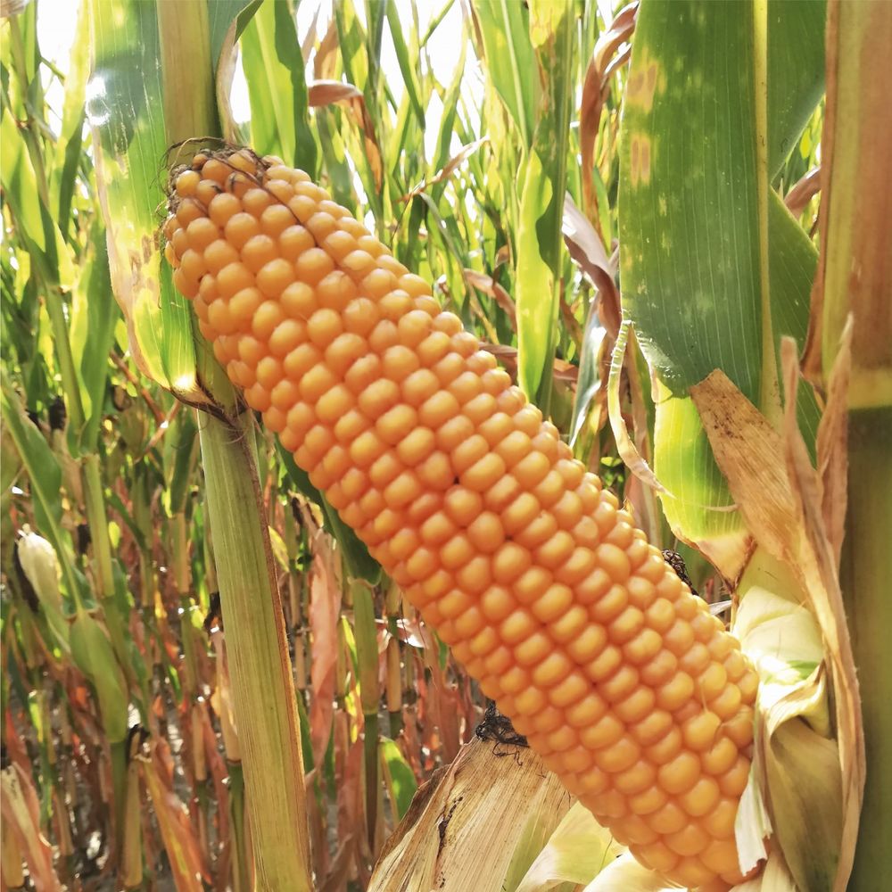 Nasiona kukurydzy ES Joker - odmiana na ziarno FAO 240, na kiszonkę 240-250 i biogaz