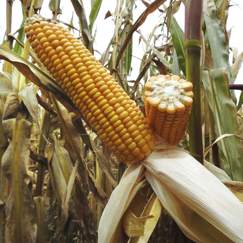 Nasiona kukurydzy Mondstein - odmiana na ziarno FAO 240-250, na kiszonkę FAO 250 i biogaz
