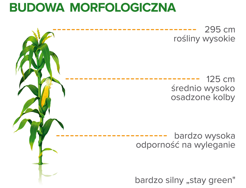 Budowa morfologiczna kukurydzy Mondstein
