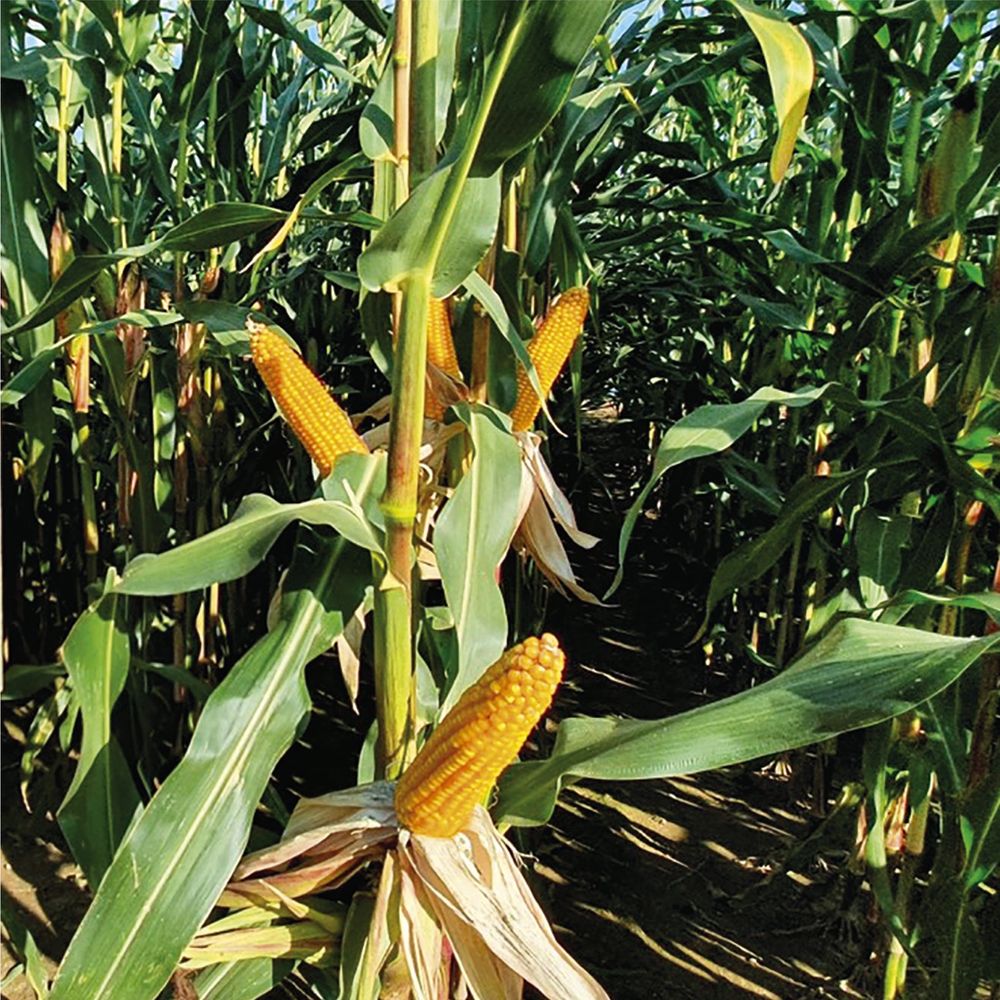 Nasiona kukurydzy Primino - odmiana na ziarno FAO 190-200 i na kiszonkę FAO 200