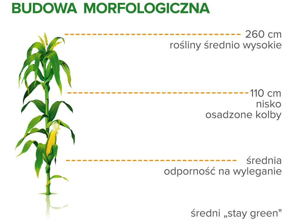 Budowa morfologiczna kukurydzy Primino