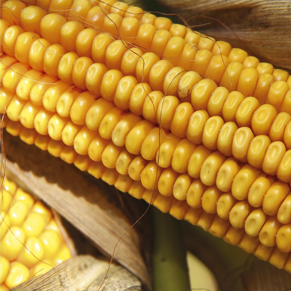Nasiona kukurydzy RGT Inedixx - odmiana na ziarno FAO 270-280 i bioetanol