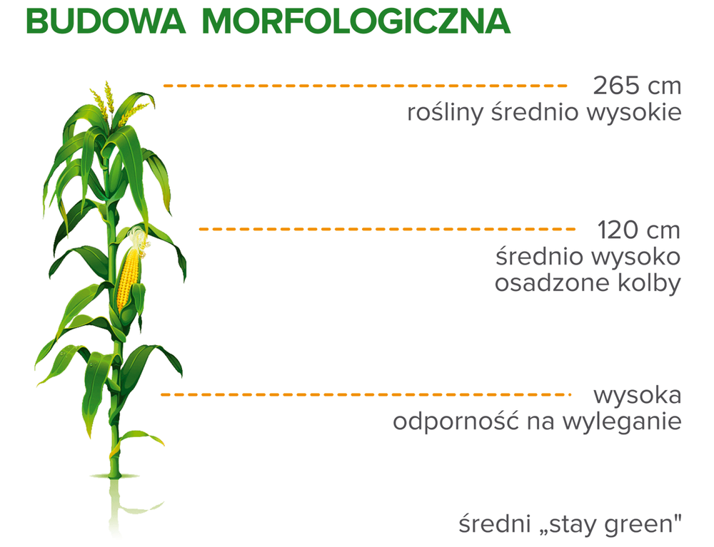 Budowa morfologiczna kukurydzy RGT Inedixx