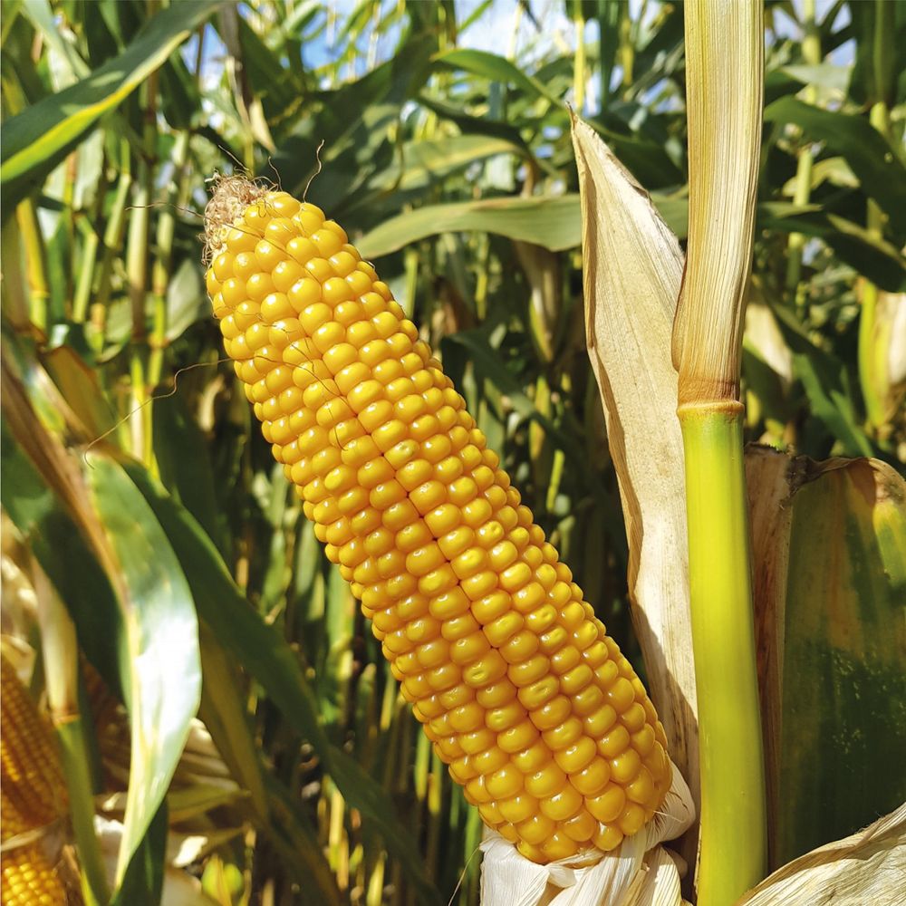 Nasiona kukurydzy RGT Irenoxx - odmiana na ziarno FAO 230-240, na kiszonkę 230-240 i bioetanol