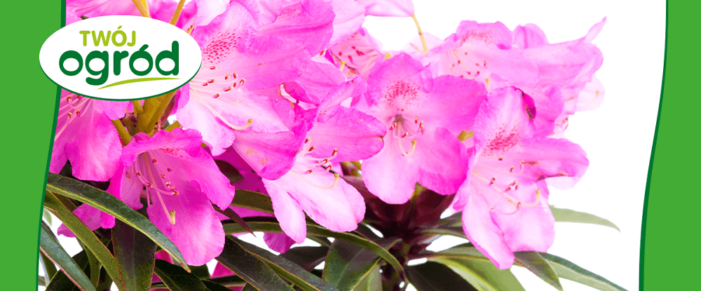 Nawóz do rododendronów, azalii i magnolii Twój Ogród