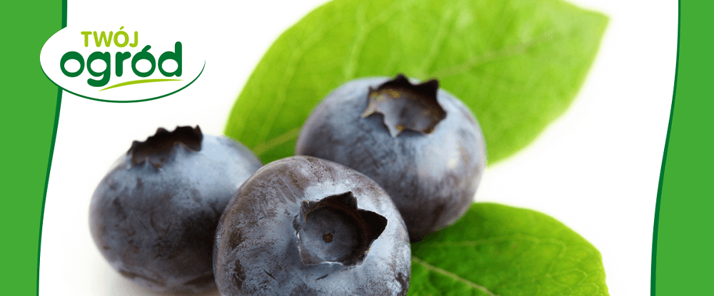 Vitafrukt Twój Ogród - naturalny środek owadobójczy do ochrony borówek