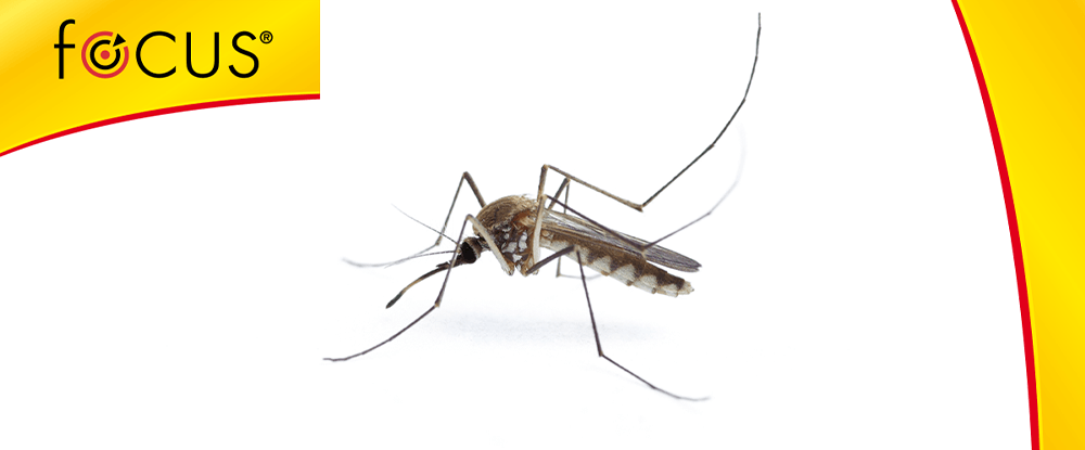 Focus spirala na owady - zwalcza komary i meszki