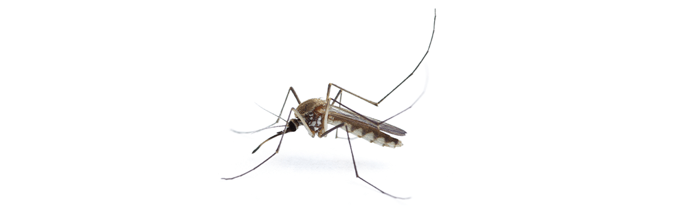 Mumia Multi Insect Koncentrat - skuteczny preparat na komary