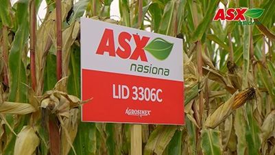 Nasiona kukurydzy LID3306C – na ziarno i bioetanol