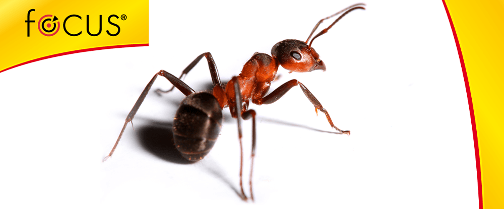 Focus środek zwalczający mrówki