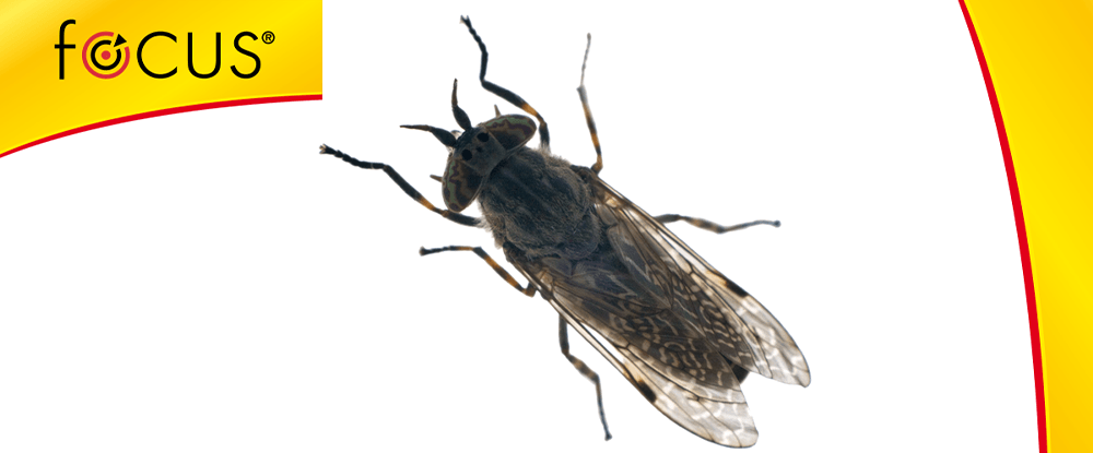 Focus AE aerozol uniwersalny - zwalcza owady latające