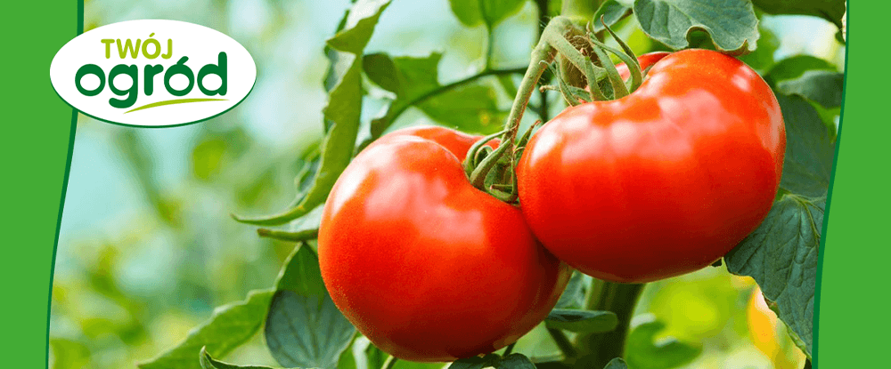 Nawóz Siarczan magnezu Twój Ogród - obfite plony - do pomidorów