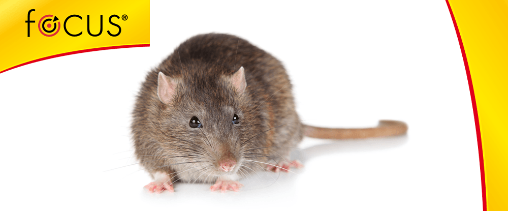 Focus kostka - trutka na szczury, myszy i inne gryzonie