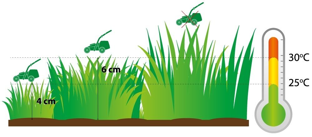 Koszenie trawnika w zależności od temperatury powietrza