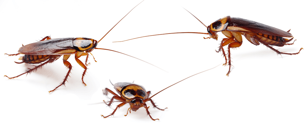 Effect Uniwersalny płyn owadobójczy - zwalcza karaluchy