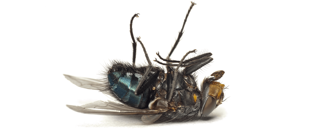 Bomba na owady Dobol Fumigator - zwalcza muchy
