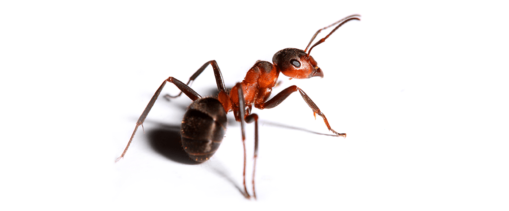 Środek na mrówki w granulkach Substral