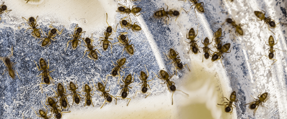 Środek na mrówki w granulkach Substral