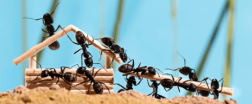 Effect Neopermin+ - proszek na mrówki