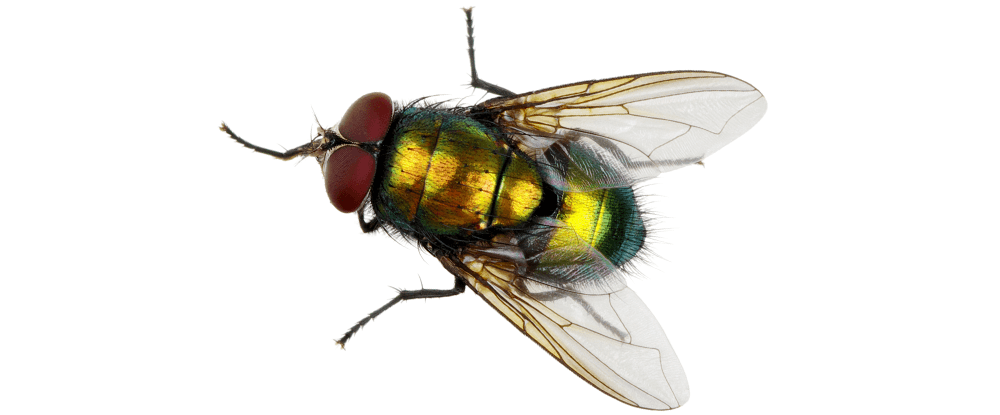 Effect Uniwersalny płyn owadobójczy - zwalcza muchy