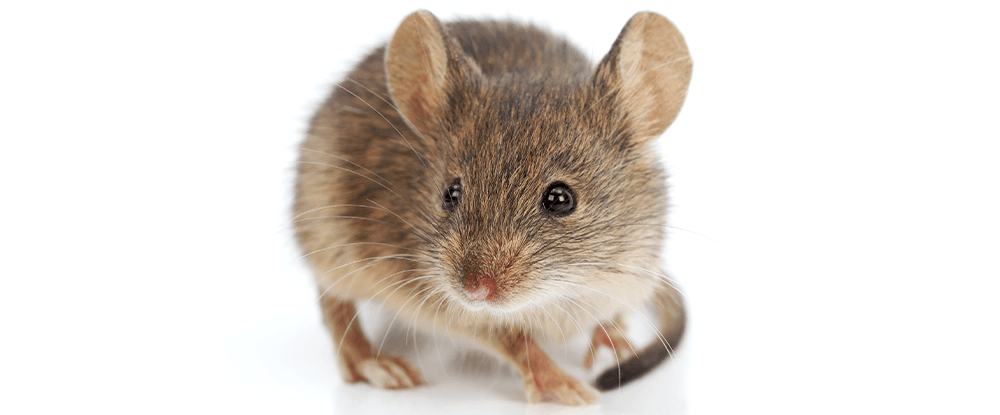 Trutka Ratimor - zwalcza myszy i szczury