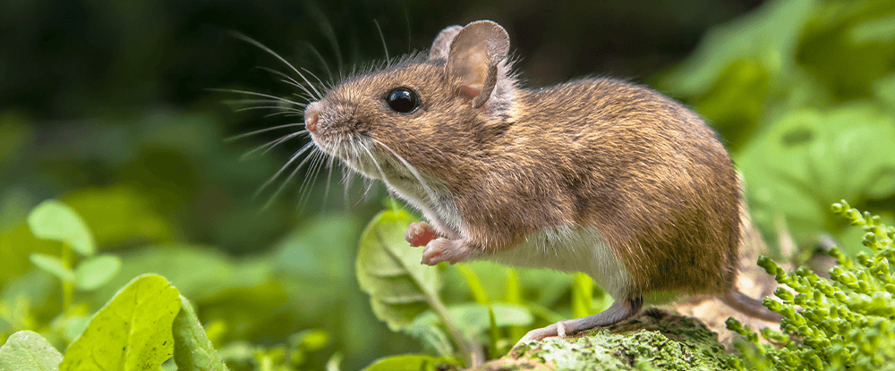 Trutka Ratimor - zwalcza myszy i szczury
