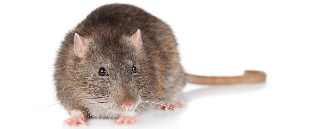 Pułapka Ratimor Plus - zwalcza myszy i szczury