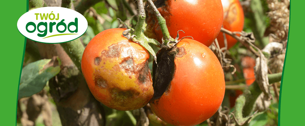 Miedzian 50 WP - środek do zwalczania zarazy ziemniaka w uprawie pomidora