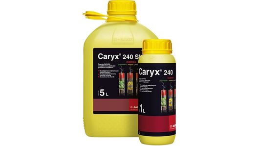 caryx-1