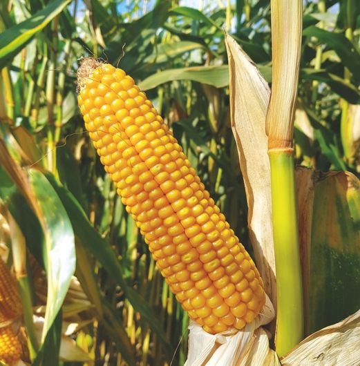 Nasiona kukurydzy RGT Irenoxx C1 FAO 230-240 50 tys nasion
