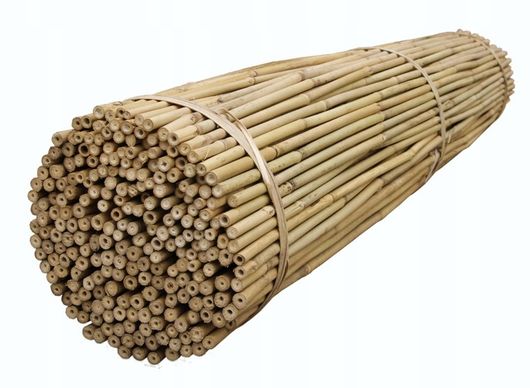 Tyczki bambusowe długość 60cm, średnica 10-12mm